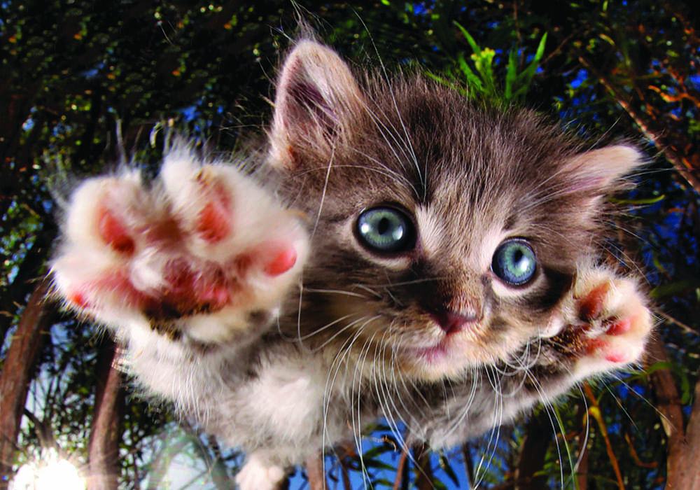 Gatinho Brincando com Bola - Quebra-Cabeça - Geniol